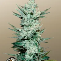 TANGIE Auto